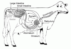 General Anatomy of the Ruminant Digestive System